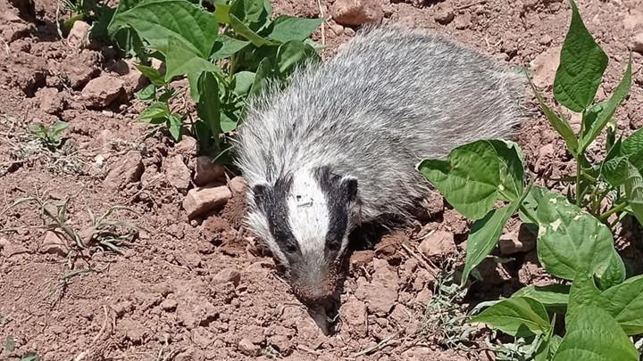 Tarlada Tesadüfen Bulunan Porsuğun Hikayesi: Batman'da Nesli Tehlike Altında Olan Avrasya Porsuğu!