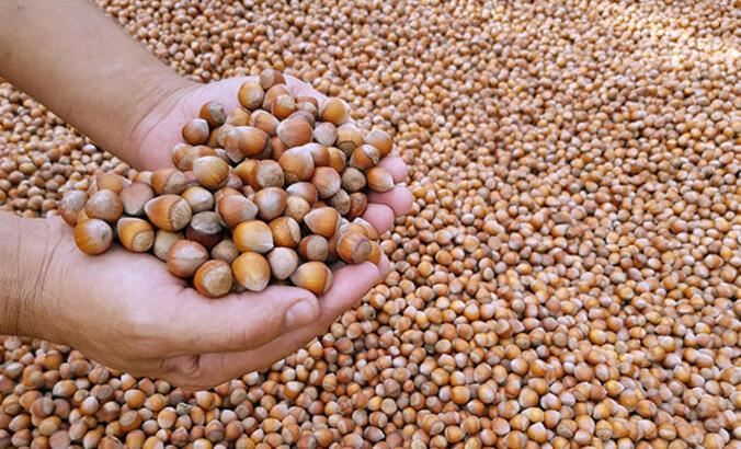 2025 FINDIK FİYATLARI NE KADAR OLDU 2025 FINDIK FİYATLARI NE KADAR OLDU