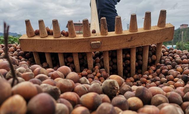 FINDIK İŞÇİ YEVMİYELERİ BELLİ OLDU 2025 FINDIK İŞÇİ YEVMİYELERİ BELLİ OLDU 2025