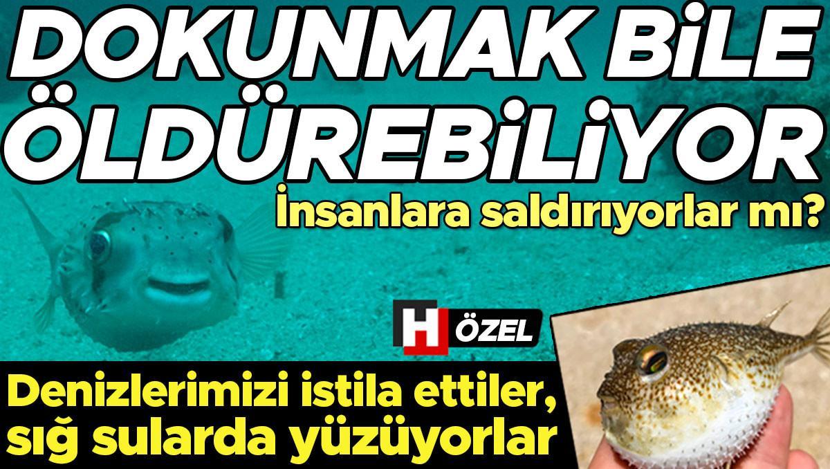 Akdeniz'i Sarsan Tehlike: Balon Balıkları! İnsanlara Saldırır mı? Uzmanlar Açıklıyor!