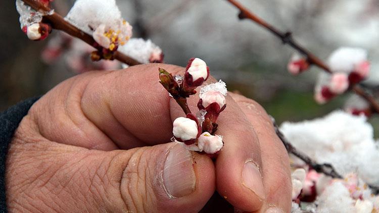 ZİRAİ DON DESTEĞİ ÖDEMELERİNDEN KİMLER YARARLANACAK