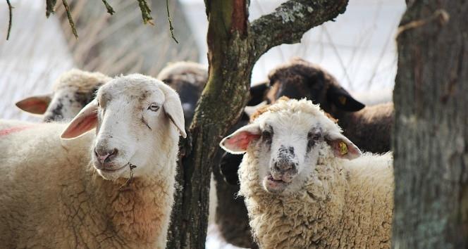 BUZAĞI DESTEĞİ ÖDEMELERİ NE ZAMAN BUZAĞI DESTEĞİ ÖDEMELERİ NE ZAMAN
