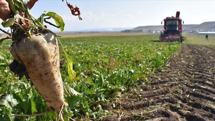 2025-2026 ŞEKER PANCARI FİYATI NE KADAR OLDU