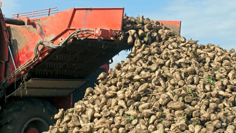 Şeker pancarı fiyatı 2025 son dakika || Şeker pancarı alım fiyatı ne kadar oldu, 1 ton şeker pancarı kaç TL Tarım ve Orman Bakanlığı duyurdu