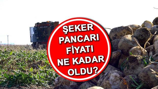 Şeker pancarı fiyatı 2025 son dakika || Şeker pancarı alım fiyatı ne kadar oldu, 1 ton şeker pancarı kaç TL Tarım ve Orman Bakanlığı duyurdu