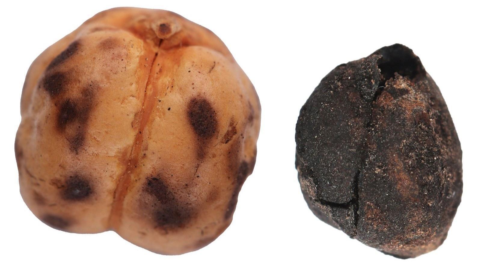 Ancient chickpeas, bread remains found during excavations