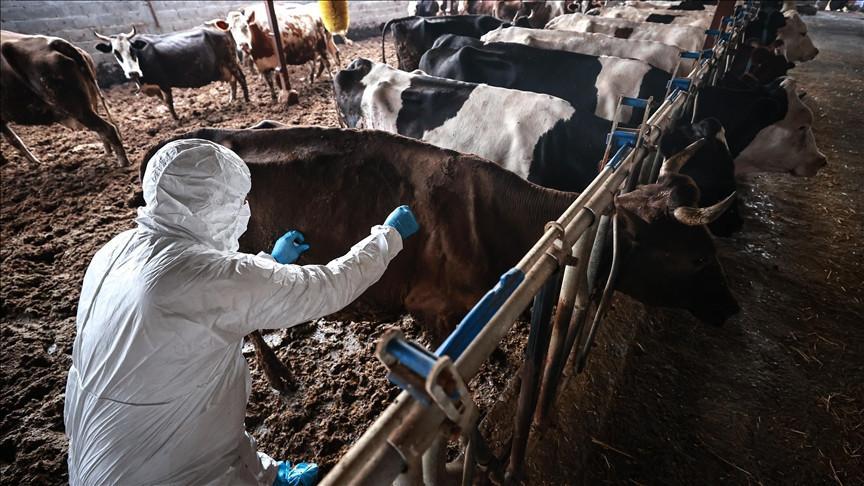 Foot-in-mouth disease outbreak under control, says ministry