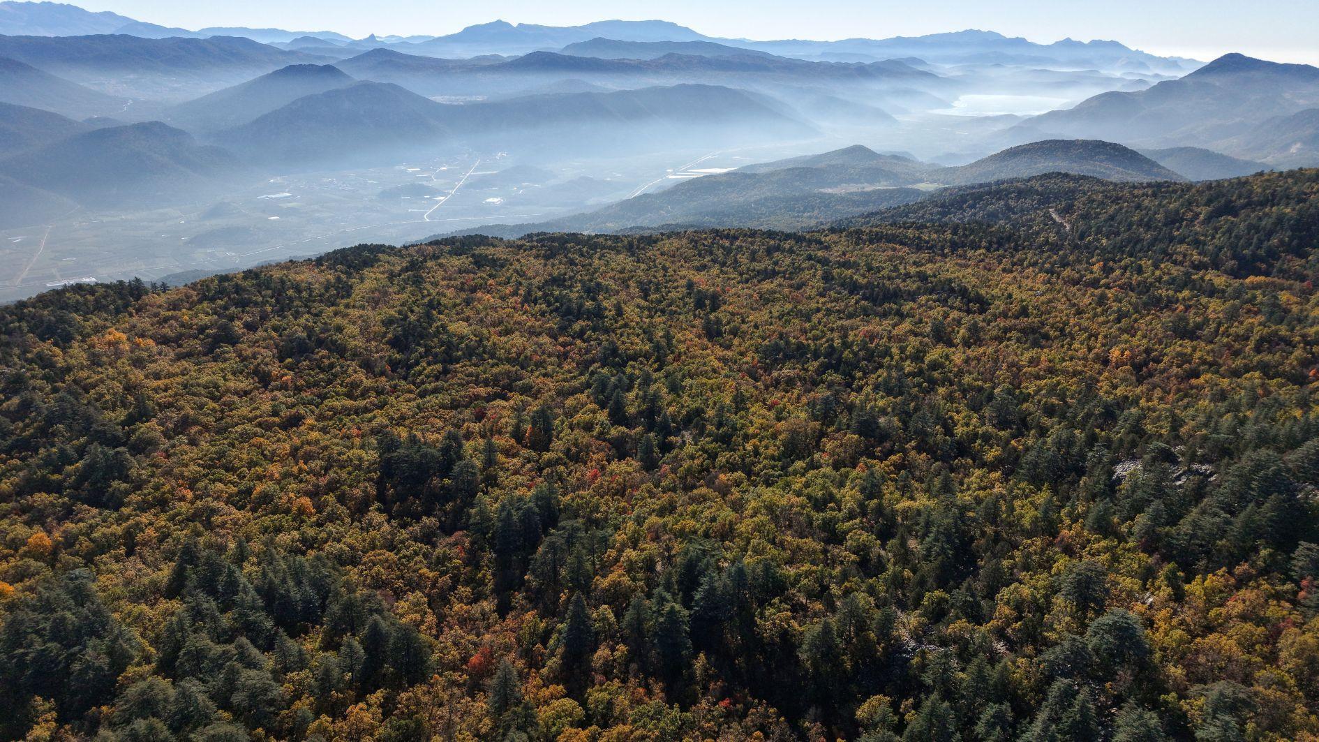 World’s only Kasnak oak forest under strict protection in Isparta