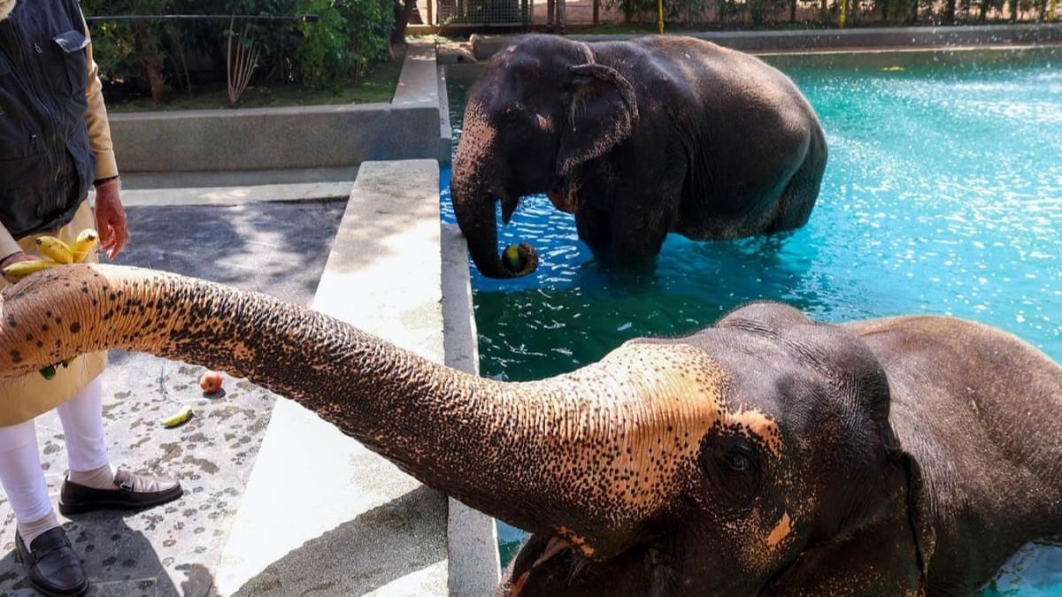 India’s mega-zoo under scrutiny for endangered species imports