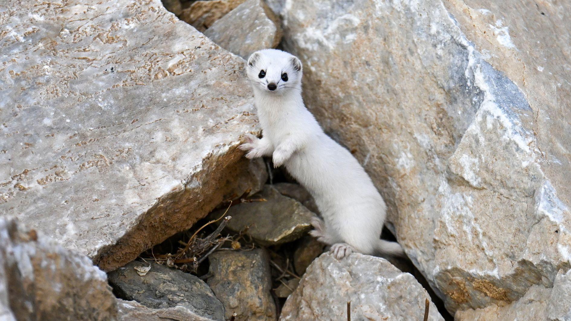 Endangered white weasel spotted in Van
