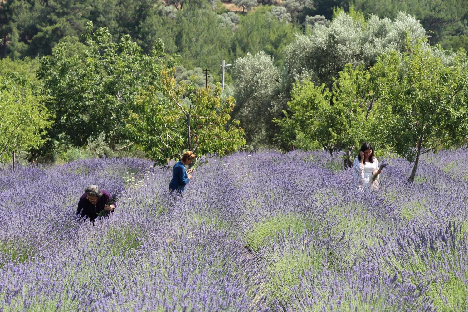 Large land lease secured for medicinal, aromatic plants