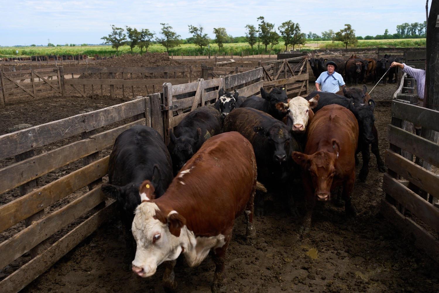 Beef and bananas: US unveils Latin America trade deals