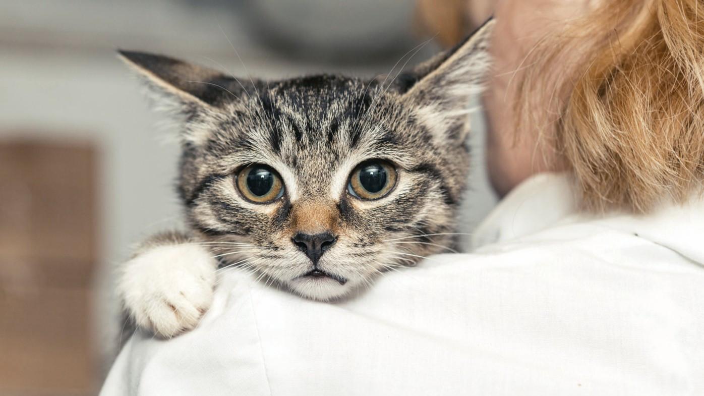 Istanbul court orders man to pay pet support after divorce