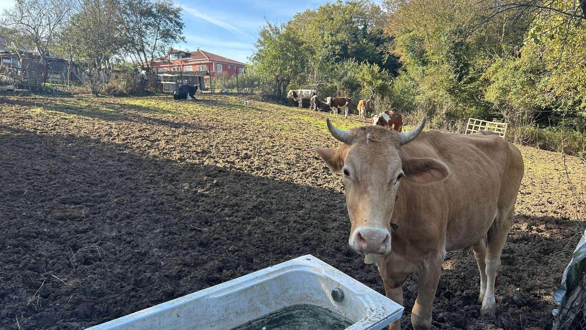 Istanbul neighborhood keeps village life alive amid urban hustle
