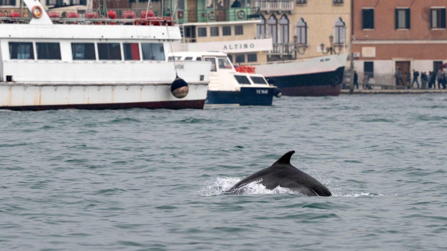 Venice captivated by acrobatic dolphin that refuses to leave