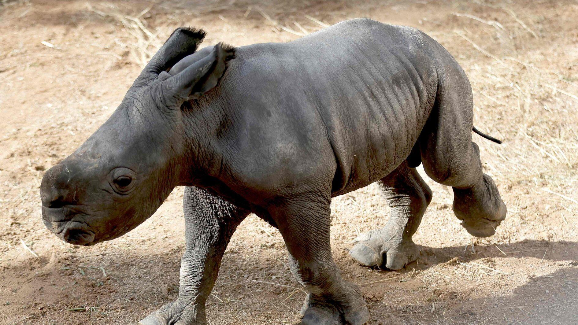 White rhino born at Spain zoo in conservation success