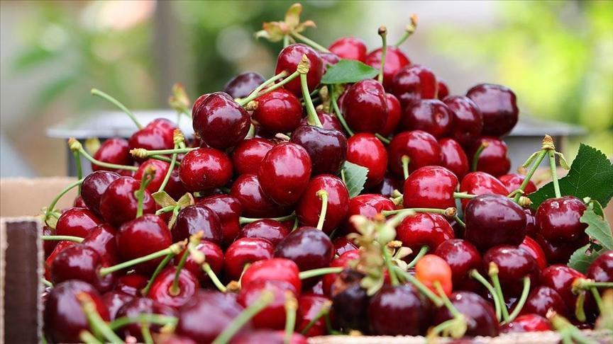 Türkiye ranks first worldwide in seven agricultural products