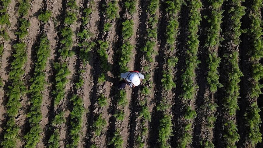 Türkiye ranks first worldwide in seven agricultural products