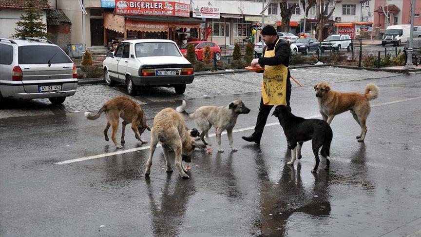 Istanbul moves to curb ‘uncontrolled feeding’ of stray animals