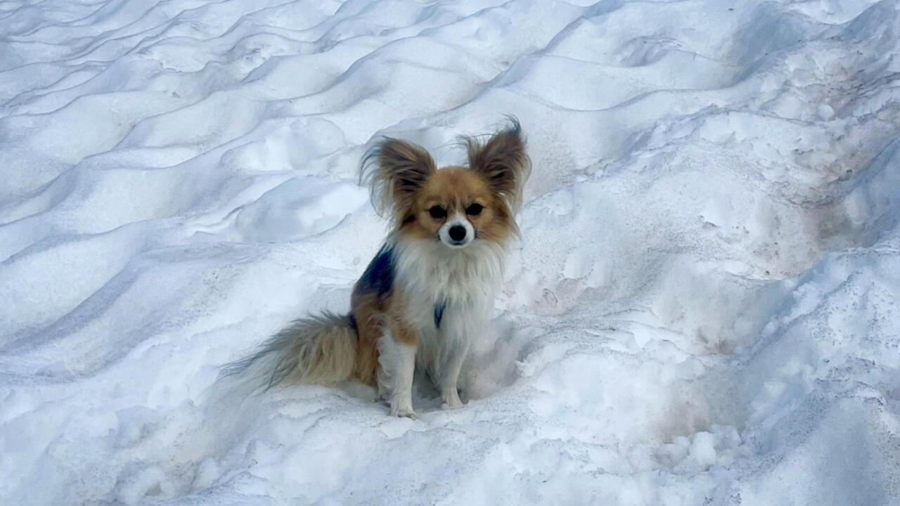 Most dogs have some wolf DNA, even chihuahuas