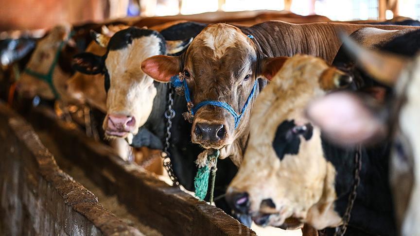 3,000 cattle stuck at sea for a month reach dry land in Libya