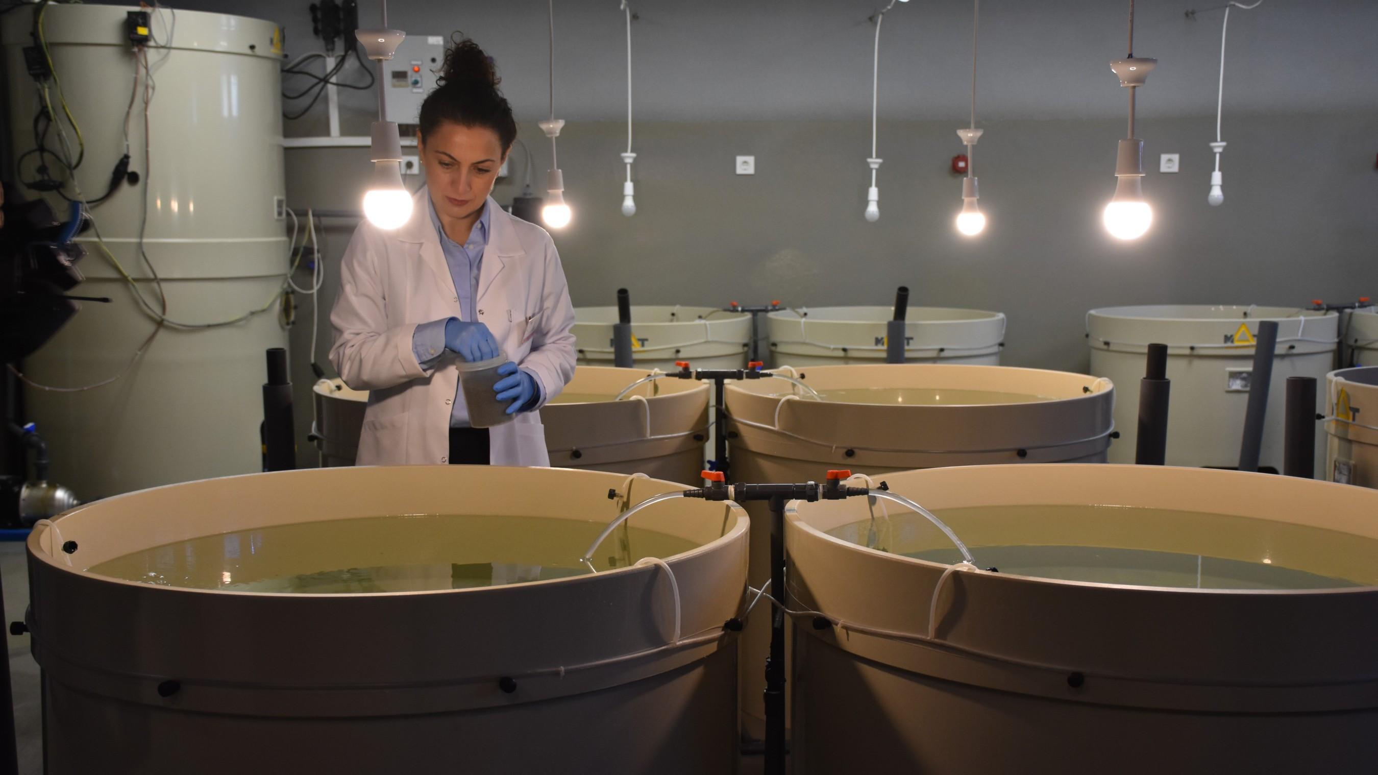 Team releases 120,000 juvenile turbots into Black Sea to support stocks