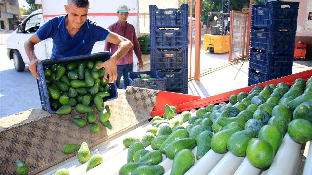 Türkiye’s avocado hub expects 150 million units in harvest