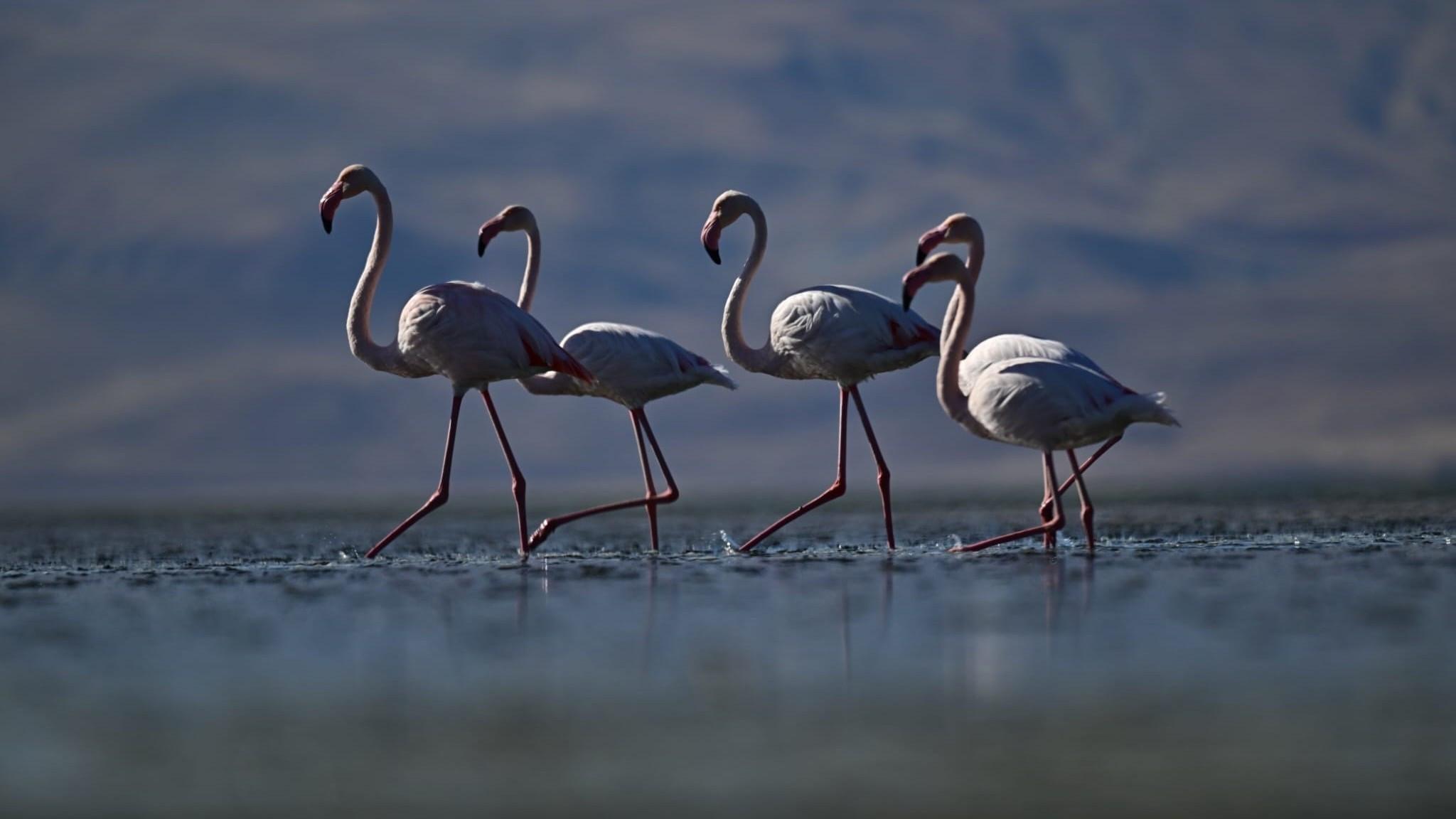 Flamingos become year-round residents in Van Lake
