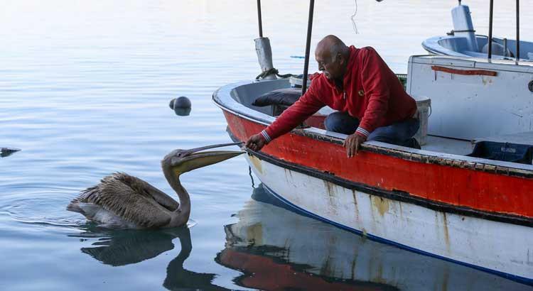 Pelican ‘Suzi’ becomes regular at Hatay fishing shelter