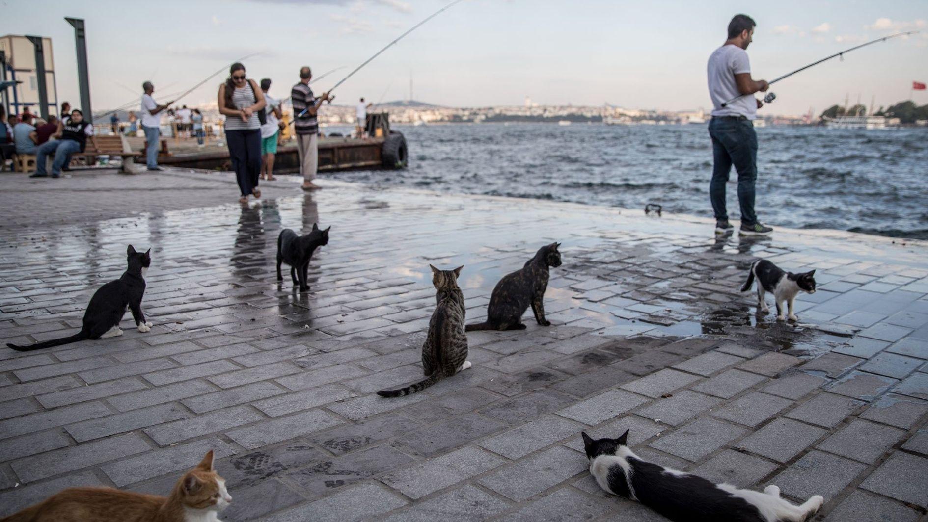 Cats meow more frequently to male owners, Turkish study finds