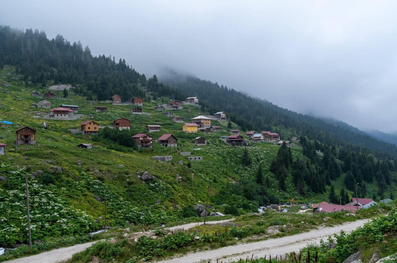 Black Sea steps up forest renewal as climate change hits iconic woodlands