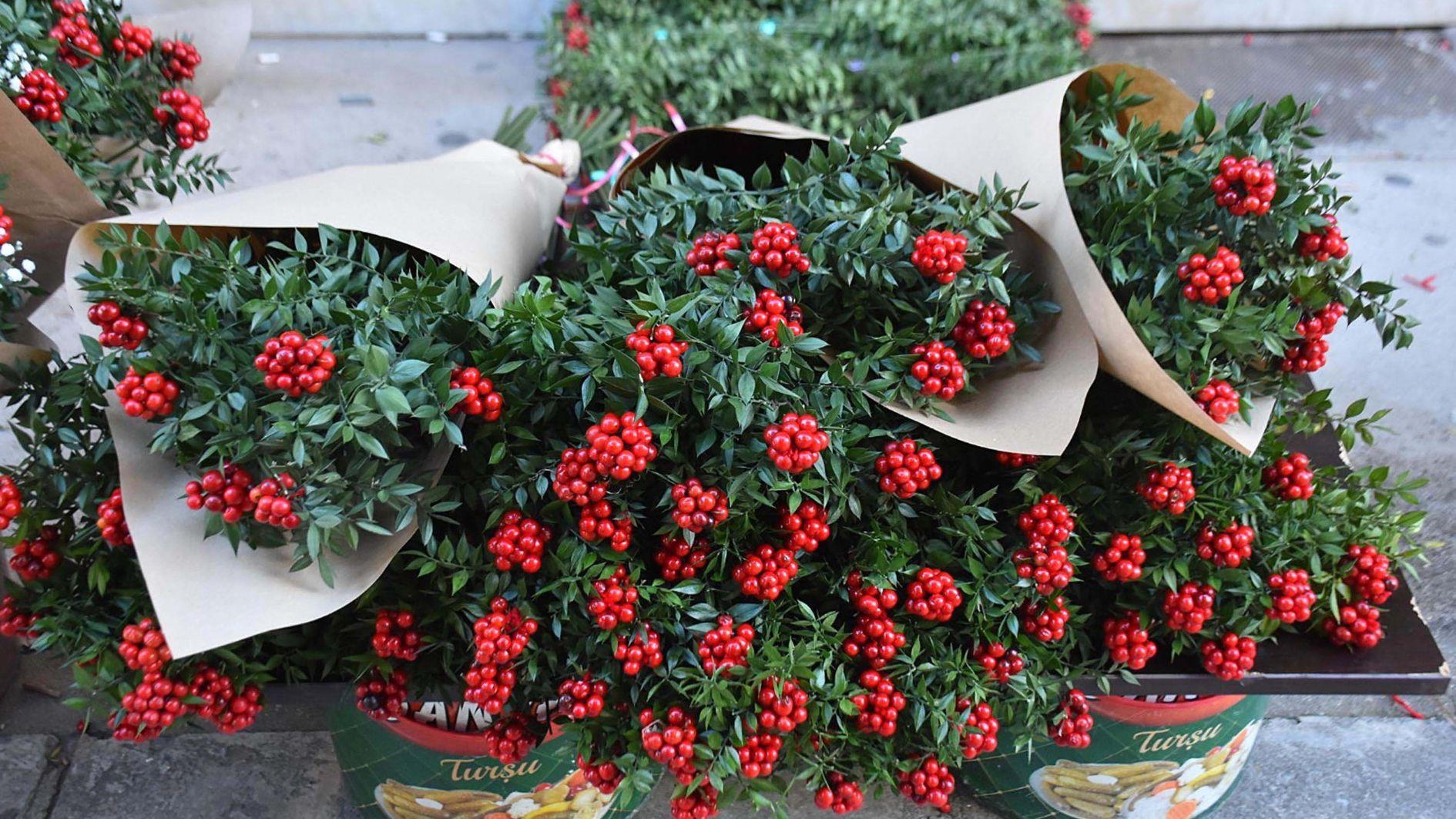 ‘Butcher's broom’ bouquets fill Istanbul markets ahead of New Year
