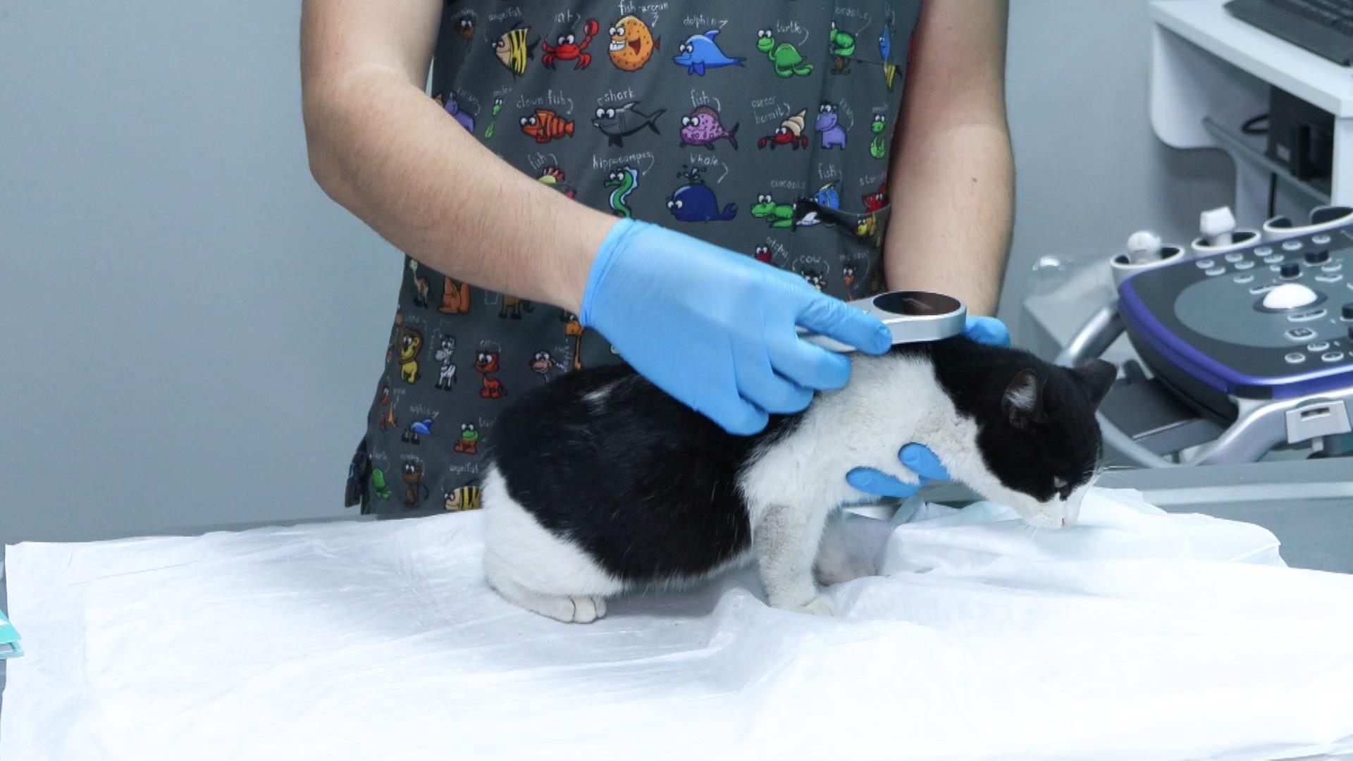 Pet owners to face fines as microchipping deadline approaches