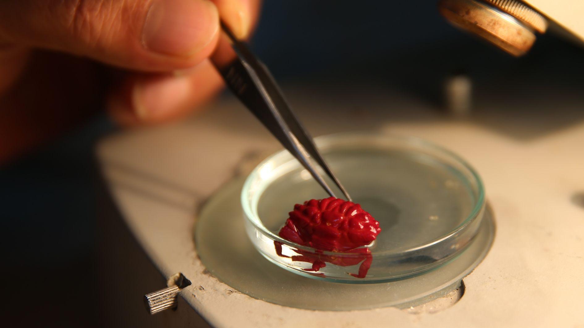 Indo-Pacific crab spotted for 1st time in Türkiye amid tropicalization effect