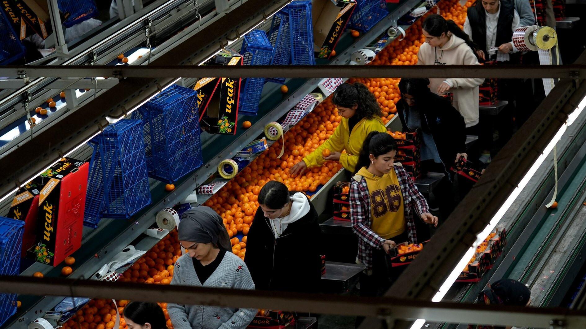 Türkiye sets all-time mandarin export record