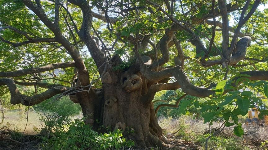 Türkiye protects 10,503 monumental trees and 319 caves nationwide