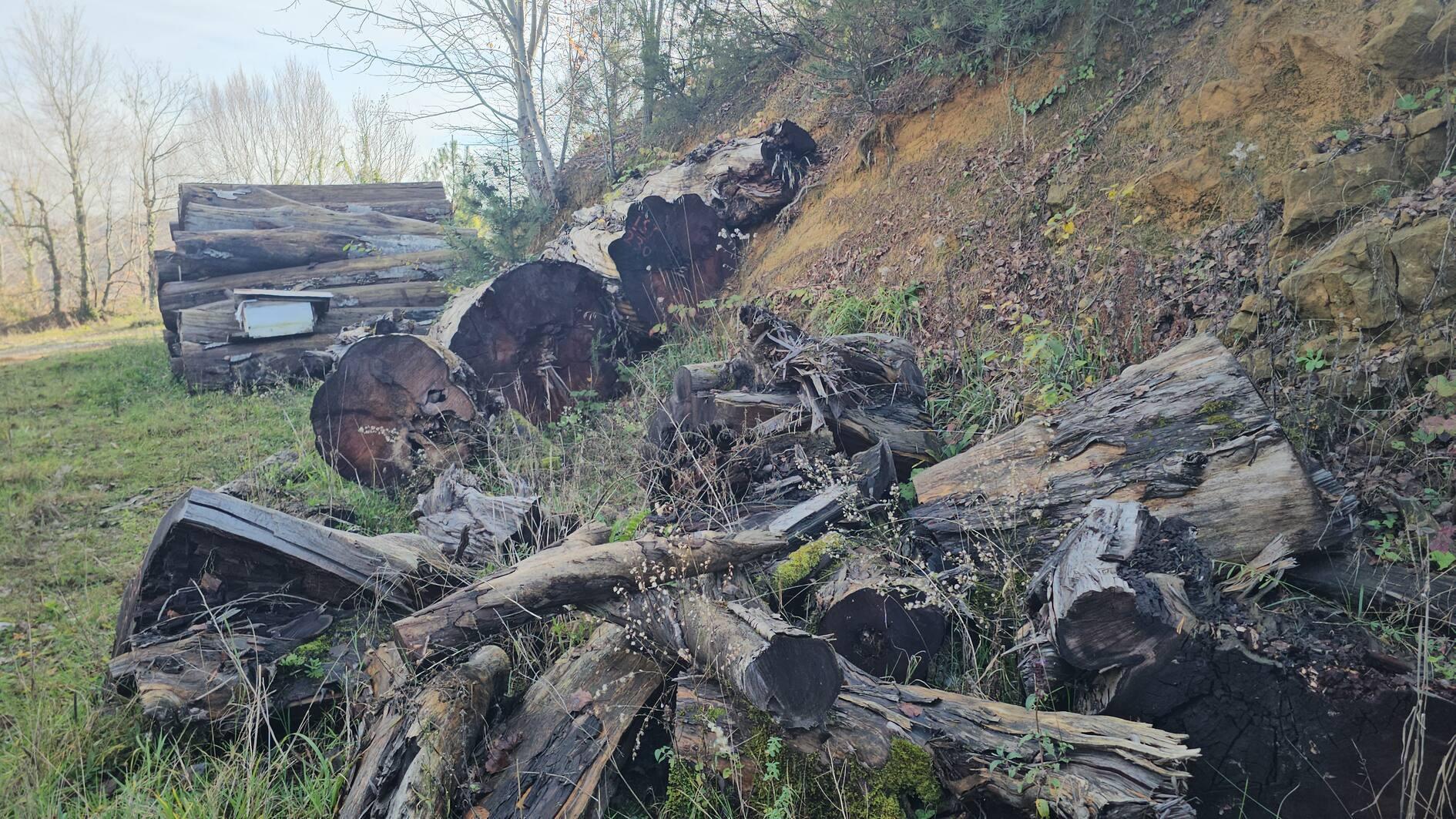 Ancient tree once set for firewood becomes museum exhibit