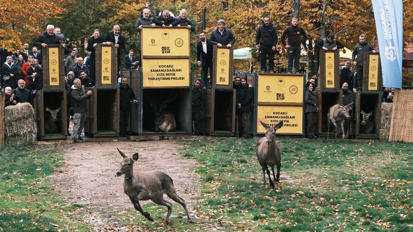 Endangered red deer bred in Istanbul as part of conservation drive