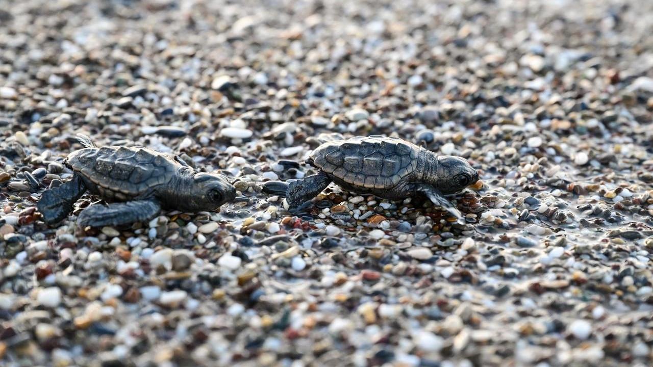 Nearly half million loggerhead turtle hatchlings reach sea in Antalya