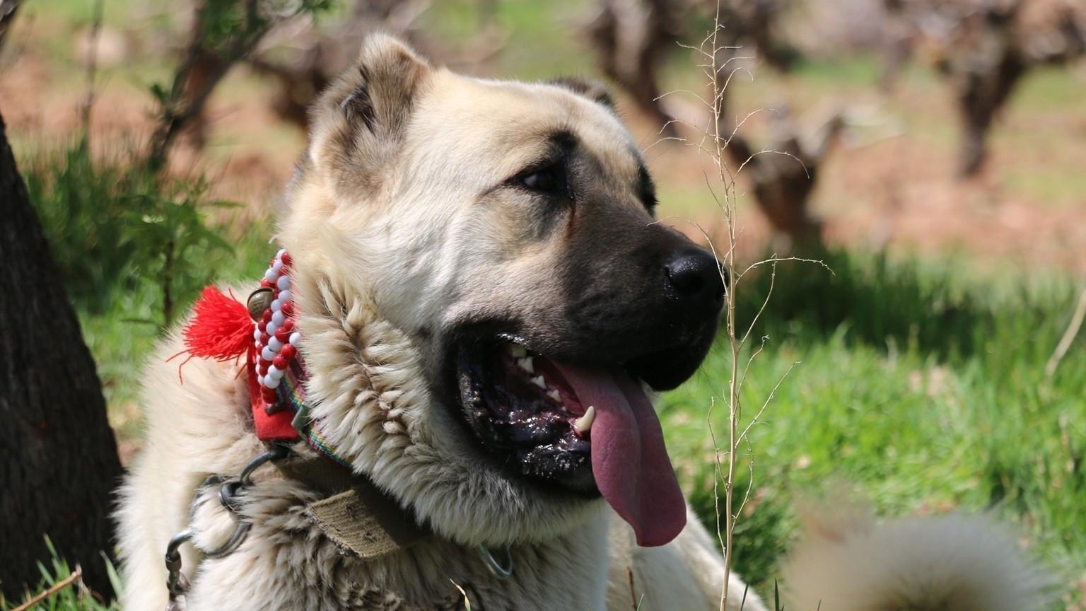 Study reveals Anatolian shepherd dogs sent from Erzurum to US
