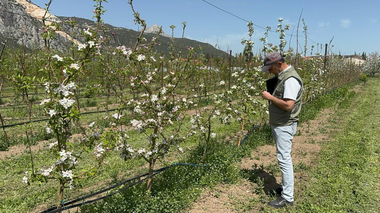 Researchers in Isparta breed cold-resistant apples to protect yields