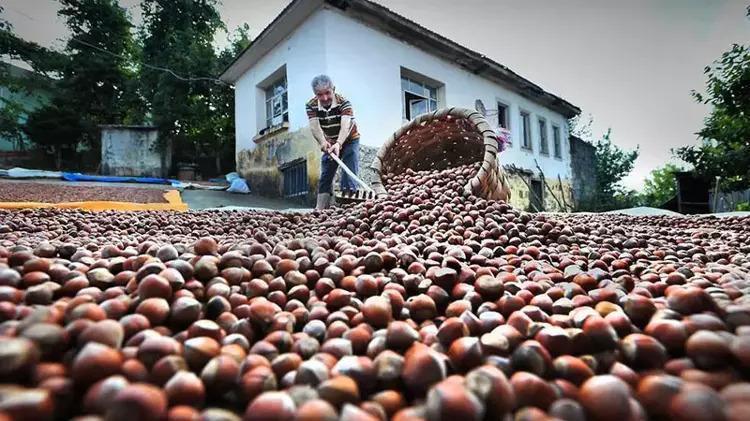 Hazelnut sales generate over $2.2 billion in 2025