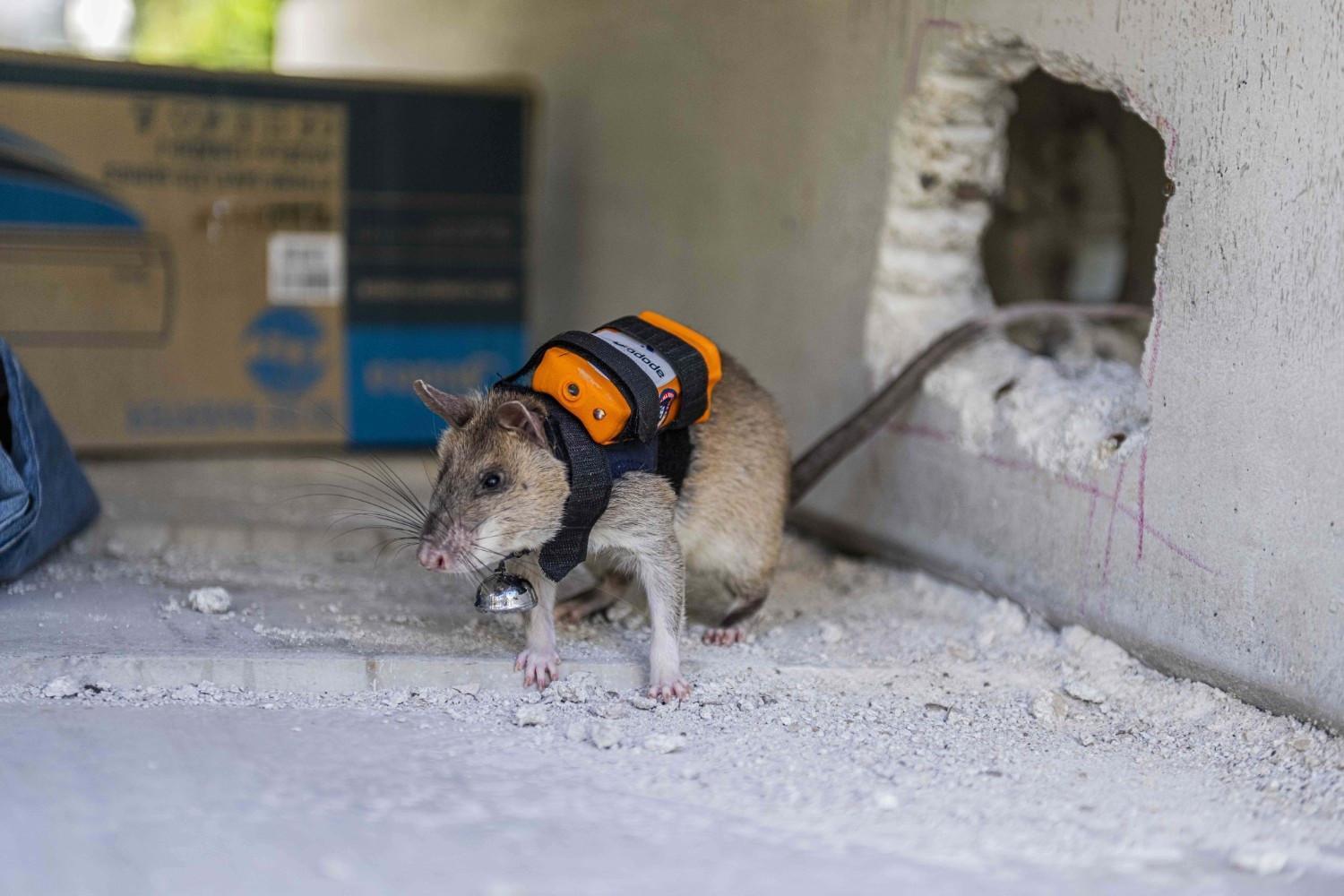Backpack-wearing rats to search for survivors beneath rubble in Türkiye