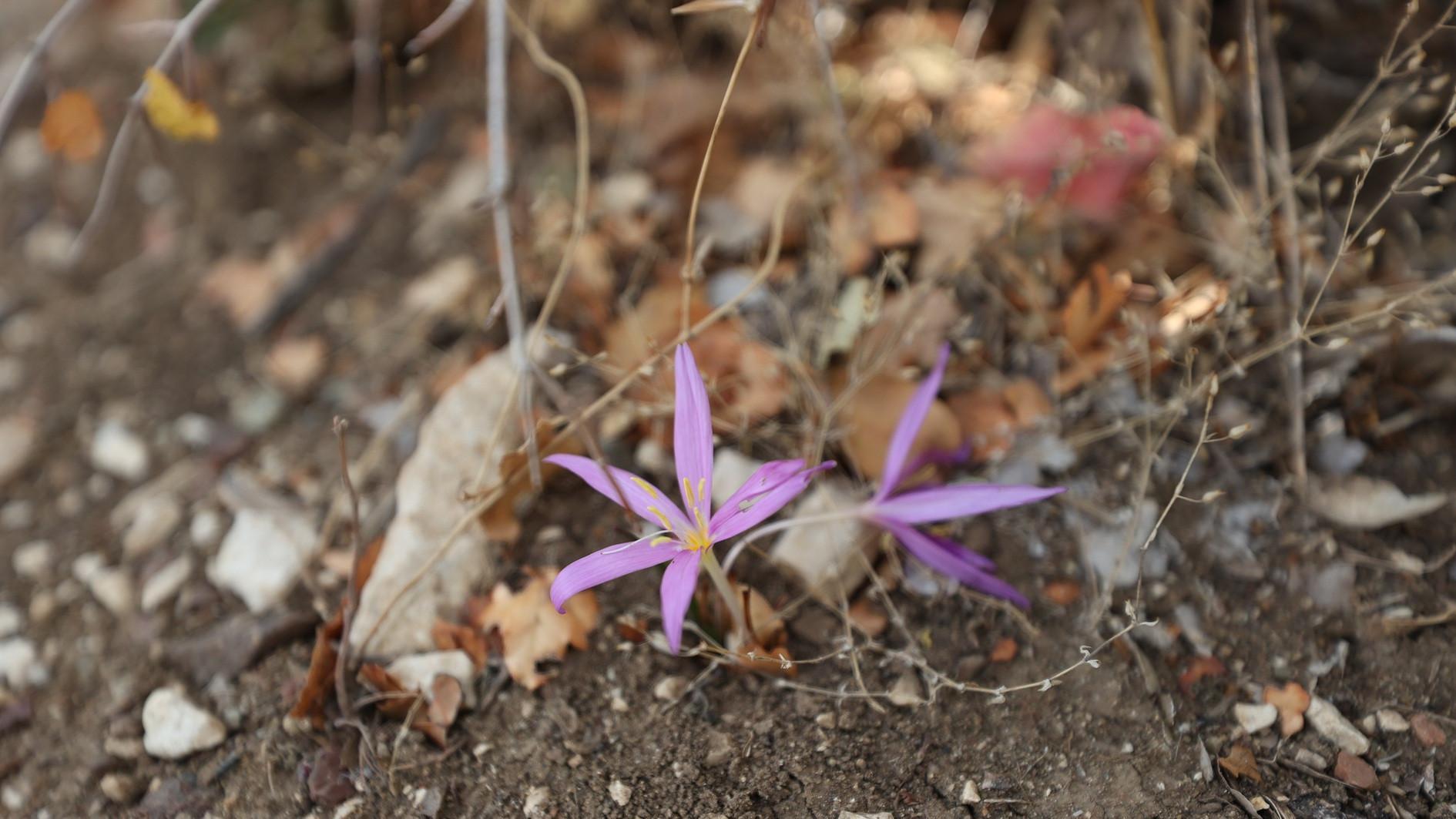 Ancient cities in Antalya showcase rare endemic plants to visitors