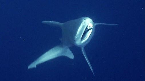 Industrial divers free shark entangled in fishing gear off Antalya
