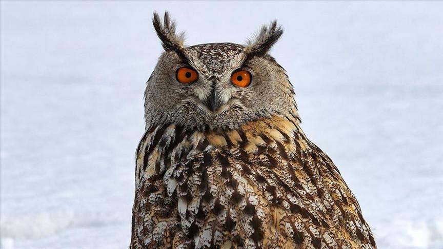 Türkiye released 11,000 rehabilitated wild animals back into nature in 2025