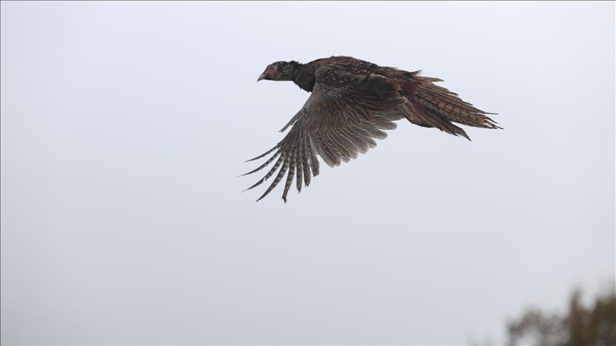 Wildlife authority returns 11,000 rehabilitated animals to nature in 2025