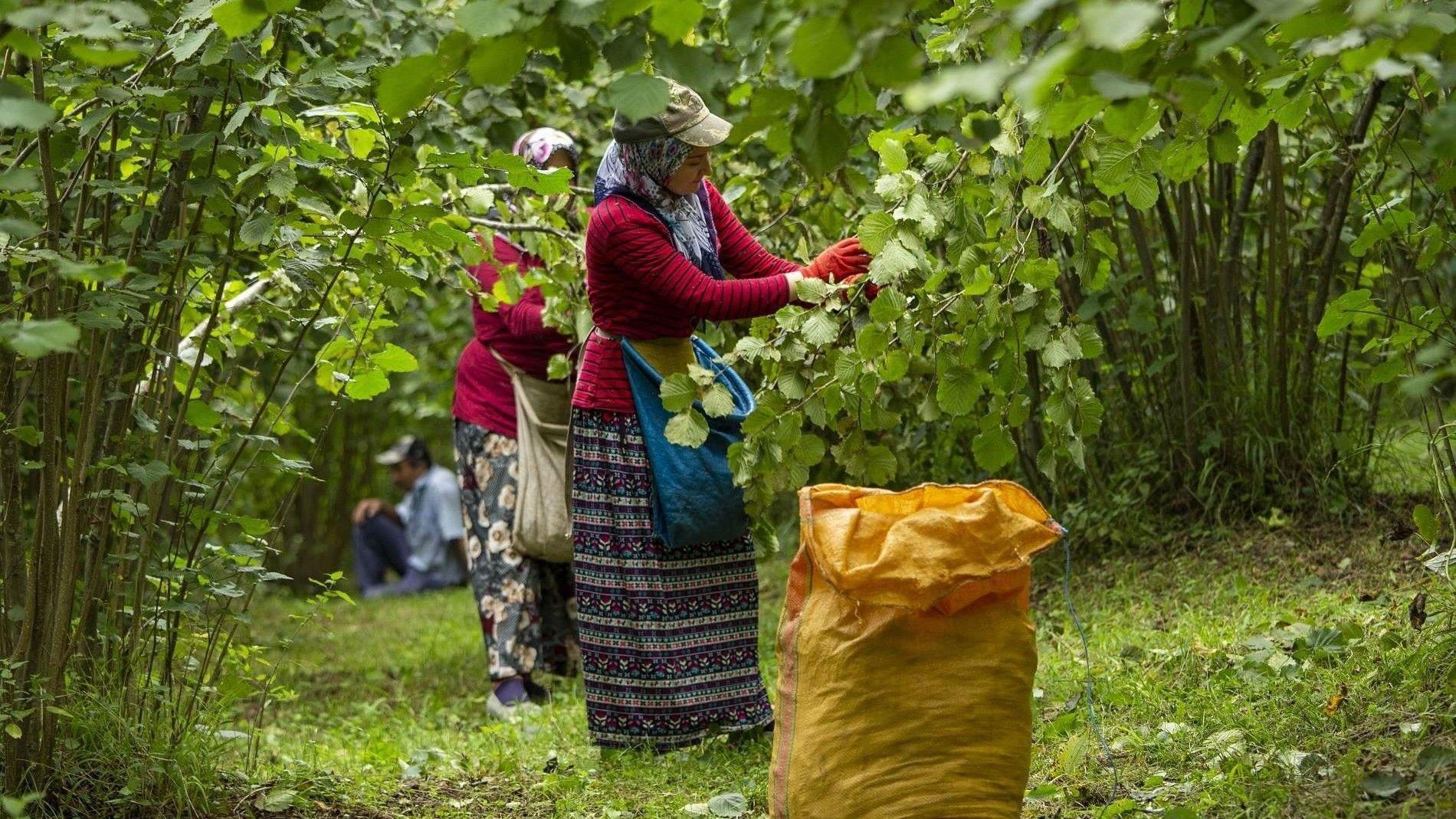 Turkish hazelnuts reach 122 markets in 2025