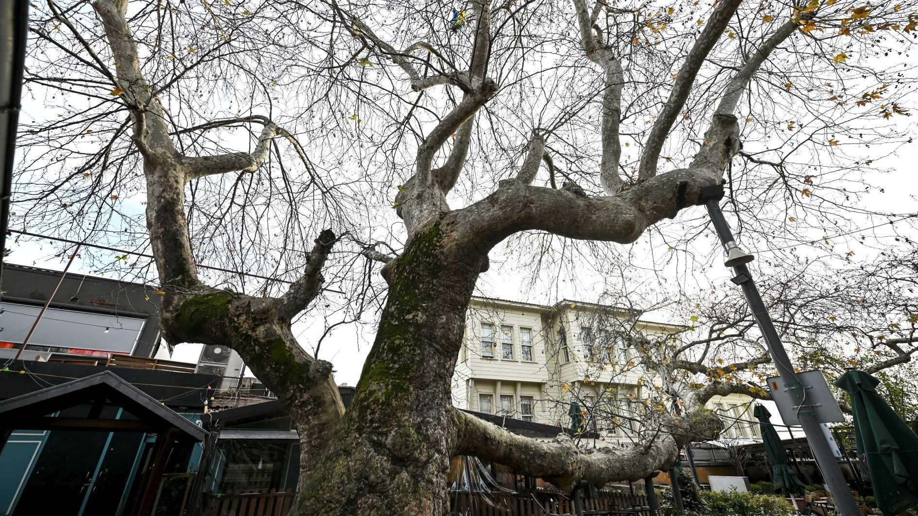 Istanbul’s monumental trees stand through centuries