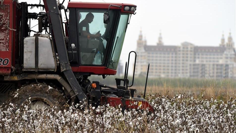Weather disruptions weigh on cotton as hazelnuts benefit
